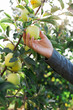 Male hand holds beautiful tasty green apple on branch of apple tree in orchard, harvesting. Autumn harvest in the garden outside. Village, rustic style.