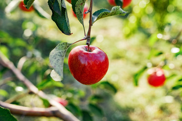 Beautiful tasty red apple on branch of apple tree in orchard, harvesting. Autumn harvest in the garden outside. Village, rustic style.