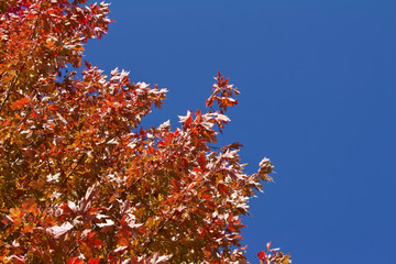 Wall Mural - upward view red leaf texture of maple tree tops in autumn with blue sky background and copy space