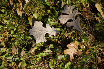 Wall Mural - close up texture background of autumn brown color oak leaves on the ground