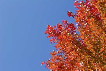 Wall Mural - upward view red leaf texture of maple tree tops in autumn with blue sky background and copy space