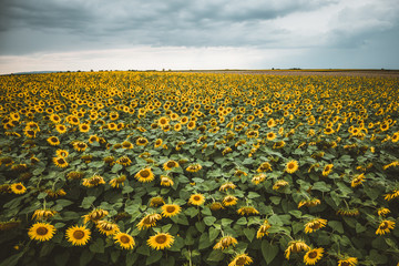 Sticker - field of sunflowers