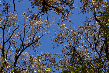 Wall Mural - Upward view texture of tree tops in autumn with blue sky background