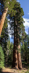 Wall Mural - Yosemite Fall 2019