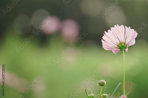 コスモス オレンジキャンパス3 Buy This Stock Photo And Explore Similar Images At Adobe Stock Adobe Stock コスモス オレンジキャンパス3 Buy This Stock Photo And Explore Similar Images At Adobe Stock Adobe Stock