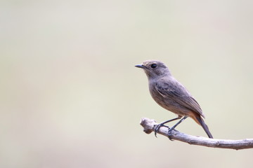 bird on a branch