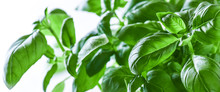 Fresh Green Basil On A White Background. Green Basils Leaves With Back Light. Food Vegetable Wide Panorama Or Banner.