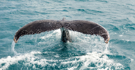 Wall Mural - humpback whale