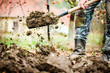 Worker digs soil with shovel in colorfull garden, workers loosen black dirt at farm, agriculture concept autumn detail. Man boot or shoe on spade prepare for digging...
