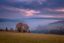 Beautiful Autumn Scenery Of Foggy Valley At Carpathian Mountains At Early Morning Before Sunrise. Grass Hill With Yellow Trees On Foreground.