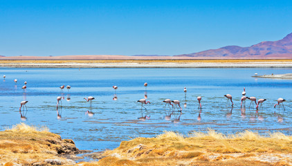 Flamingos feeding at Salar de Tara (Tara Salt Flat) in Los Flamencos National Reserve, Atacama desert, Chile