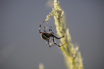 spider(s)
