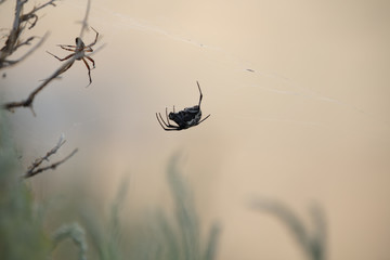 spider(s)
