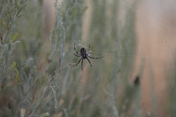 Spider(s)