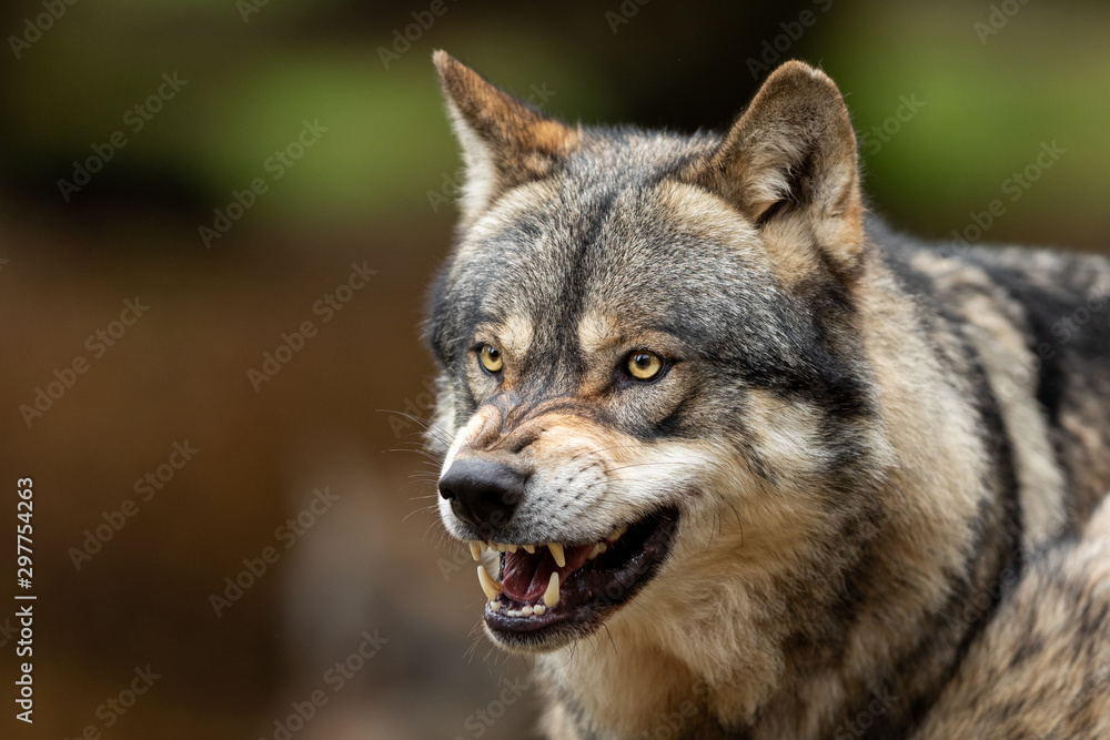 Obraz na płótnie Grey wolf angry in the forest w salonie