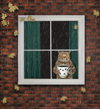 The Cat With A Cup Of Coffee Is Looking Through The Window. The Leaves Falls. It's Raining. The Autumn Has Come.