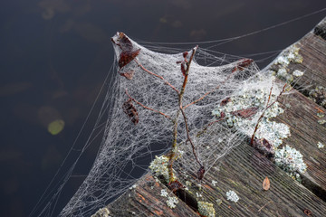 Wall Mural - Dew drops on spider web in foggy field in morning. Spider web dew macro view. Spider web dew drops in morning field background