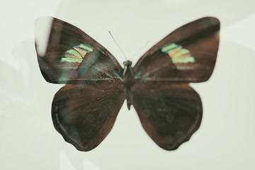 blurred abstract butterfly. double exposure. tropical insect