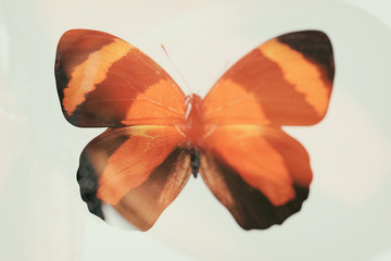 blurred abstract butterfly. double exposure. tropical insect