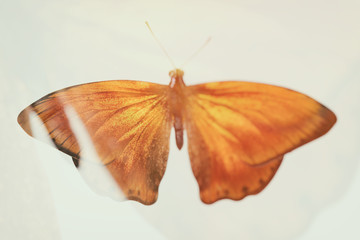 blurred abstract butterfly. double exposure. tropical insect