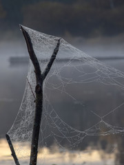Wall Mural - Dew drops on spider web in foggy field in morning. Spider web dew macro view. Spider web dew drops in morning field background 