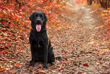 Beautiful Black Labrador Retriever Sitting Against An Autumnal Forest. Canine Background