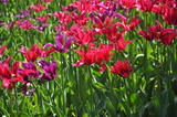 Fototapeta Tulipany - field of red tulips