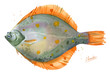 Flounder, plaice fish. Hand drawn watercolor illustration on white background