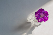 Purple Speckled (as If Space) Petunia Flower Bud In A Transparent Jar On A White Table On The Border Of Sun And Shadow. The Concept Of Hope, Beauty, Sunny Side Of Life