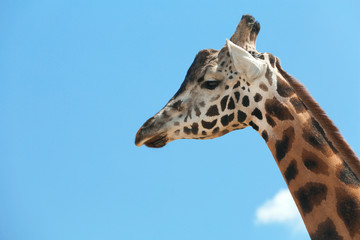 Wall Mural - Closeup view of Rothschild giraffe against blue sky