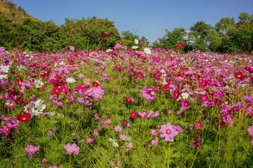 Cosmos flowers blooming in the garden