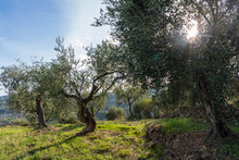 Province Of Imperia, Italy. Olive Orchard