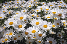 Popular Garden Hybrid Of Wild Chrysanthemums Called Shasta Daisy Flowers