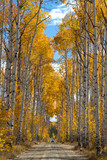 Fototapeta Las - Autumn aspen trees along Battle Pass Scenic Byway in Wyoming
