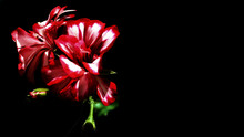 Red Flower On Black Background