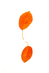 Wall Mural - ornamental pear tree leaves