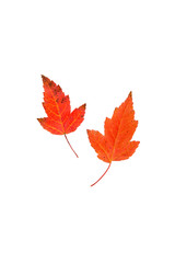 Wall Mural - three-lobed red maple leaves