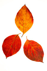 Wall Mural - flowering dogwood leaves