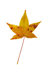 Wall Mural - sweetgum leaf
