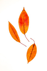 Wall Mural - black cherry leaves
