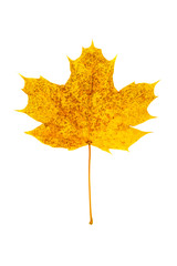 Wall Mural - norway maple leaf