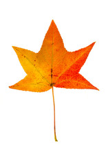 Wall Mural - sweetgum leaf