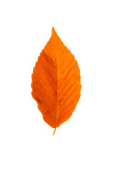 Wall Mural - beech tree leaf