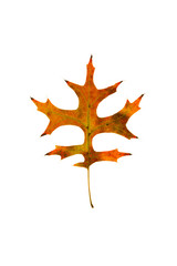 Wall Mural - pin oak leaf
