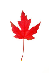 Wall Mural - red maple leaf