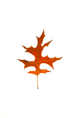 Wall Mural - pin oak leaf