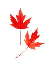 Wall Mural - red maple leaves