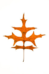 Wall Mural - pin oak leaf