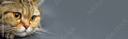Bengal cat with space for advertizing and text Tableau sur Toile