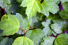 Background Of Dark Green Leaves Of Viburnum Opulus On A Sunny Day